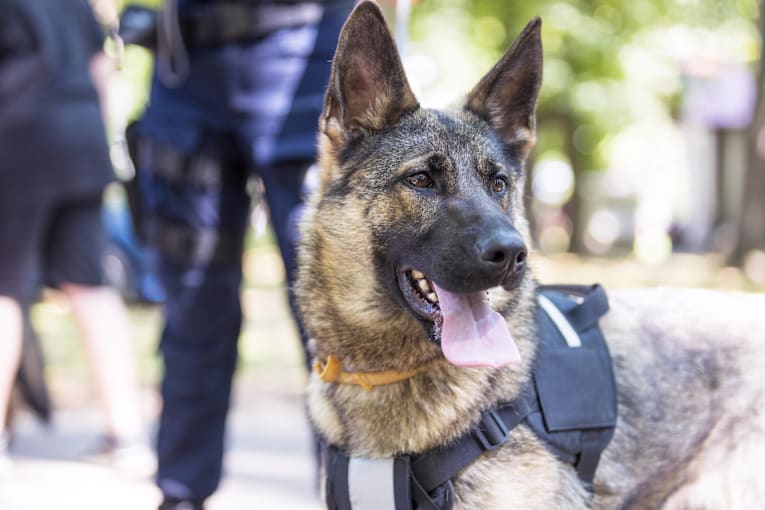 Retired police German shepherd trades tough missions for birthday cake and belly rubs
