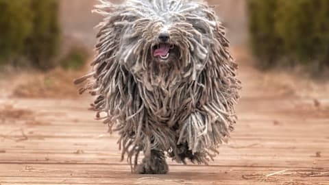 The least popular dog breeds nobody wants anymore, according to American Kennel Club data