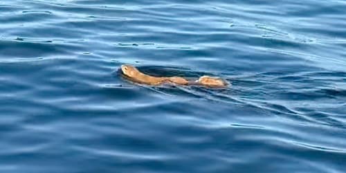 Fishermen to the rescue in comical encounter with squirrel on lake