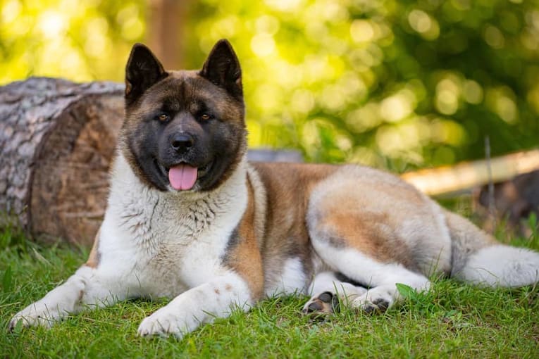 25 dog breeds and the surprising jobs they were bred for&mdash;1 was designed to protect a tax collector
