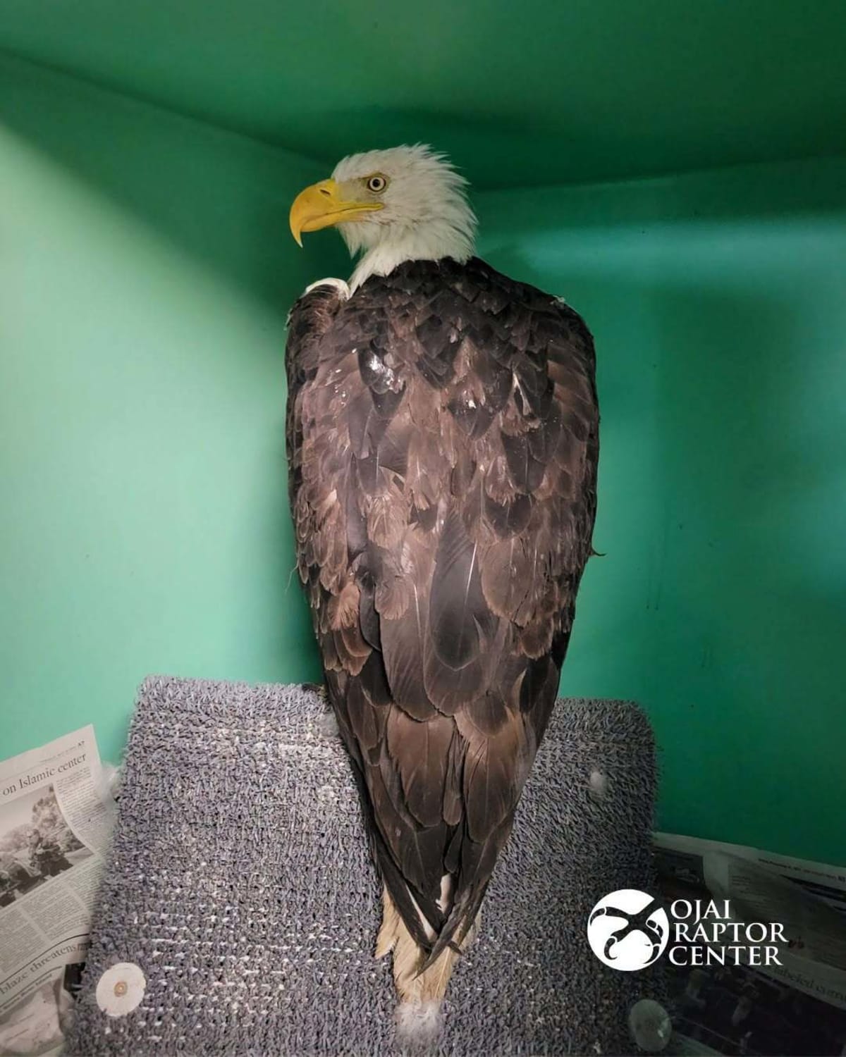 Jackie the bald eagle's mysterious cause of death revealed