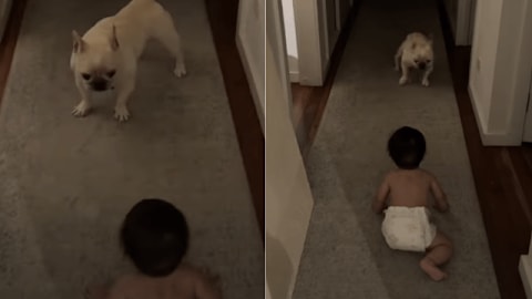 Dog can&rsquo;t believe his own eyes over baby&rsquo;s crawling milestone
