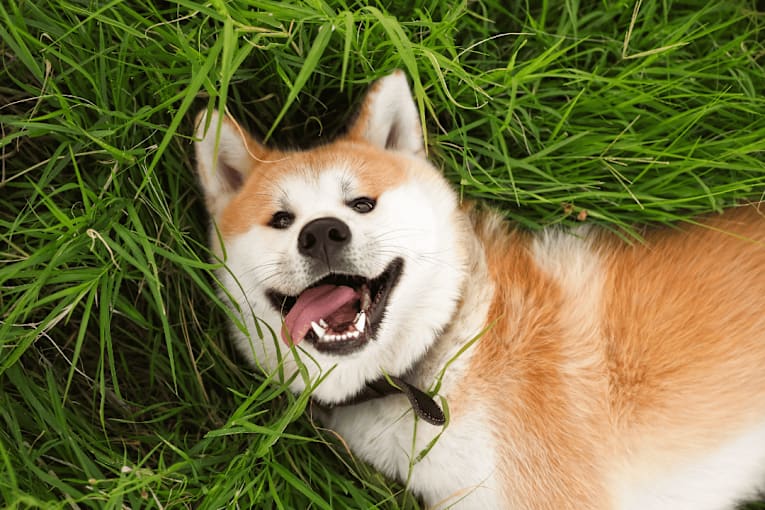 These 15 beloved dog breeds almost never bark, according to the American Kennel Club