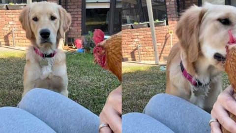 Golden retriever has all kinds of questions after seeing a hen