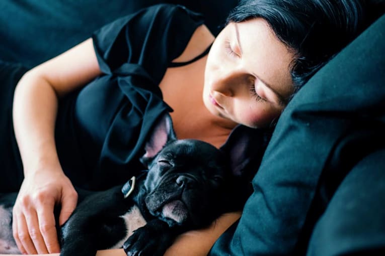 10 hilariously 'lazy' dog breeds perfect for first-time owners