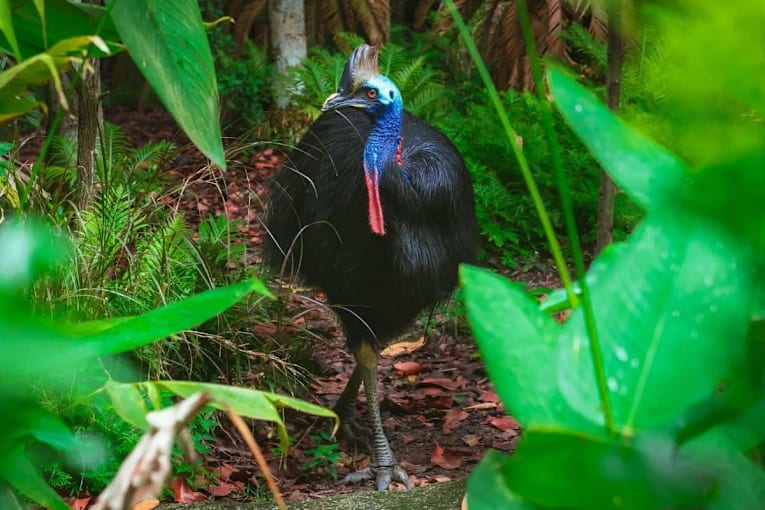 They call it the world&rsquo;s most dangerous bird, and yet it does the gardening