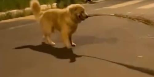 Golden retriever finds a giant branch and his human is just along for the ride