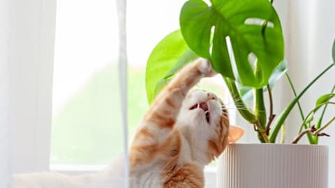 Everyday household sounds that drive your cat secretly wild