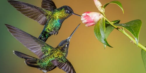 The bird that matches your soul, based on your birth date and numerology