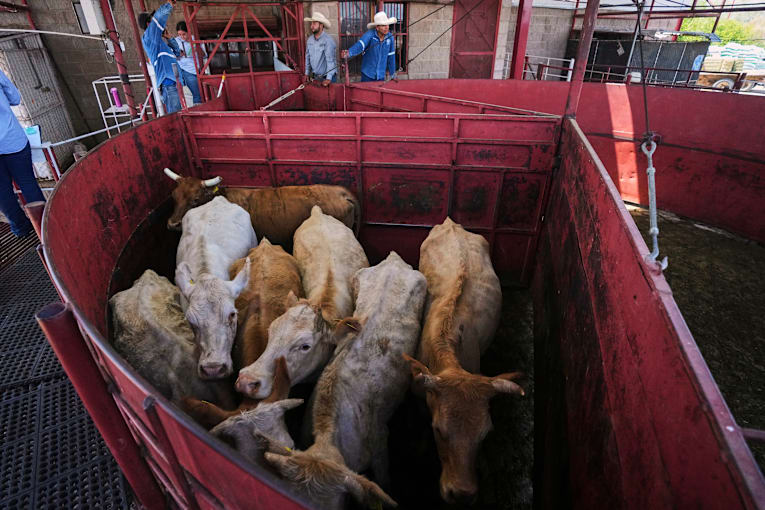 Economists don't expect reopening the US to Mexican cattle imports to reduce high beef prices