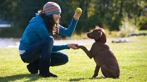 8 dog breeds that are the easiest to train, according to experts