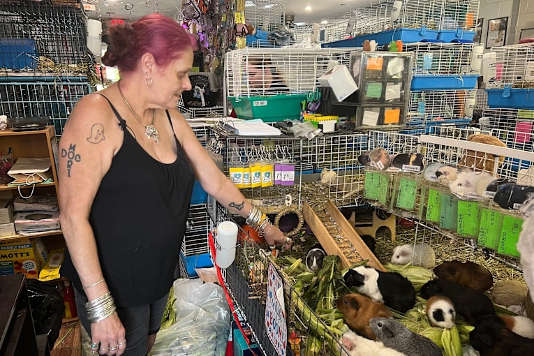Hundreds of guinea pigs fill Massachusetts sanctuary with squeals, purrs and lots of love