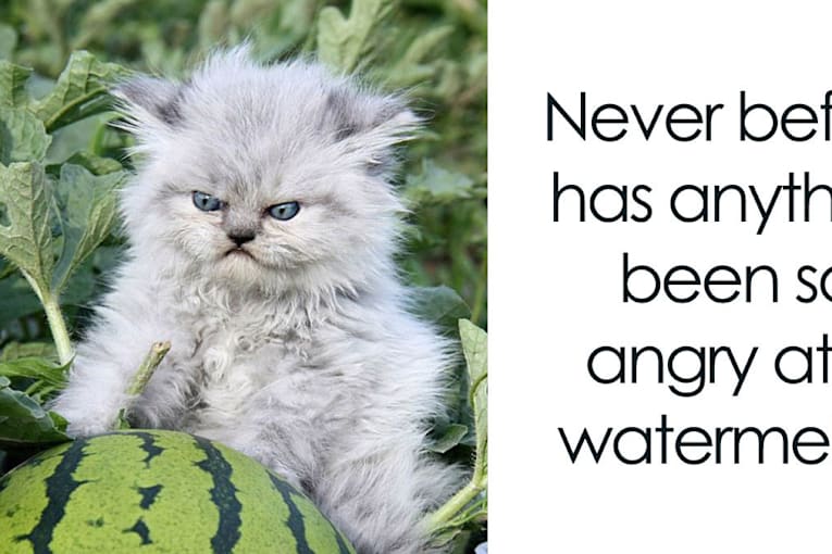 30 hilarious cat memes that every cat owner might immediately understand