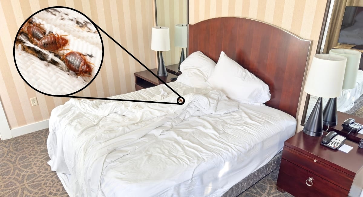 Subtle Signs Your Hotel Room Is Infested With Bed Bugs - AOL