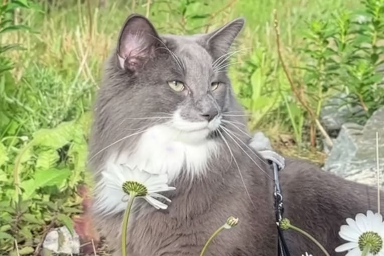 Norwegian forest cat looks like 'a creature out of a fairy tale'
