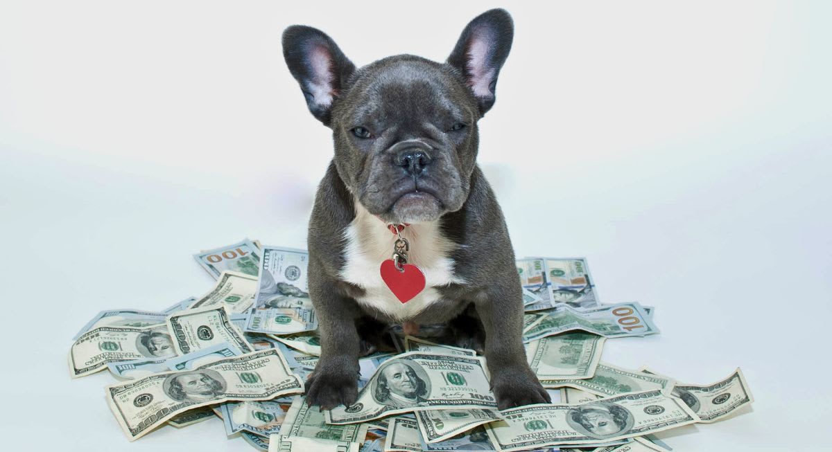 The Hidden Costs of Chow Chows: Why This Ancient Breed Ranks Among the World's Priciest Dogs