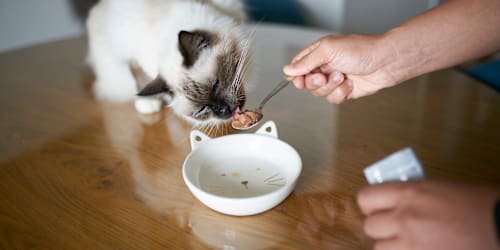 Even the pickiest cats 'eat every last scrap' of this limited-ingredient food