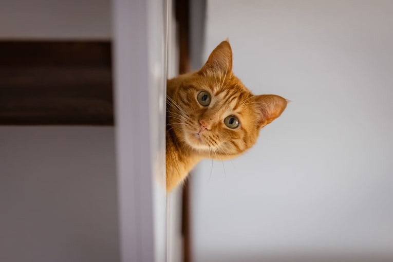 Your cat knows exactly where you are in the house without ever seeing you &mdash; here's how