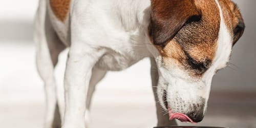 FDA announces nationwide recall of popular dog food
