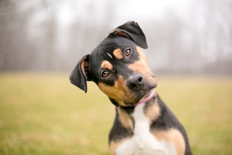 Your dog may know you better than you think, study finds