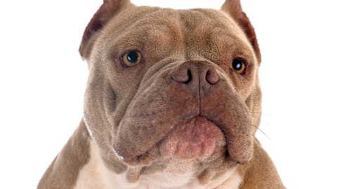 Pocket bully&rsquo;s reaction to a daisy sprinkler is pure summer fun