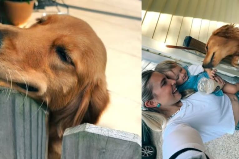 Golden retriever waits at the fence for toddler and mom to come home, just to greet them like this