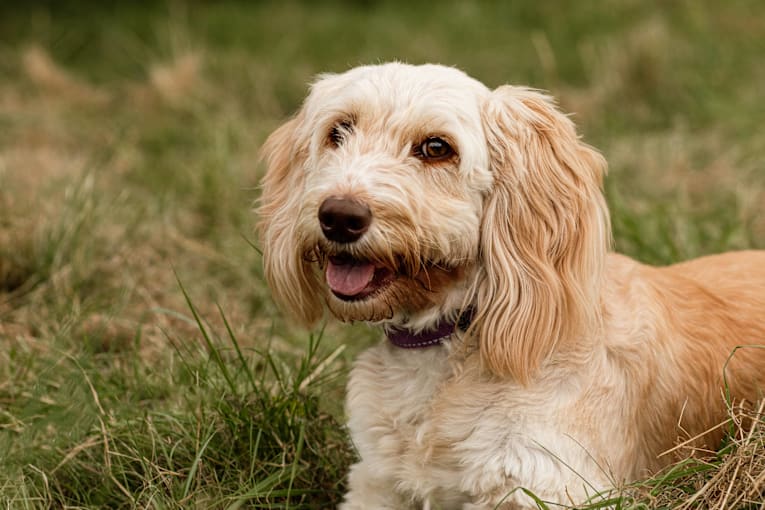 This mini cockapoo can solve math equations. Here's how she does it