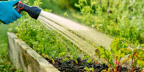 This is the worst time of day to water your vegetable garden