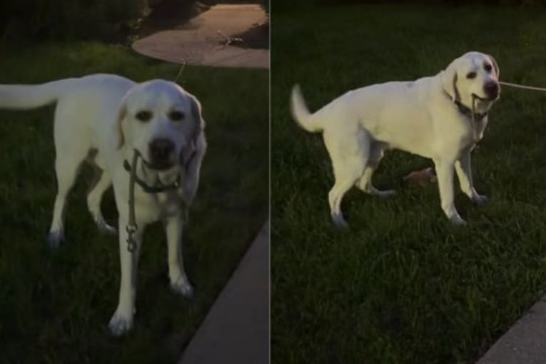 Labrador told he doesn&rsquo;t need a leash but would like to follow protocol