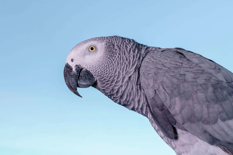 Man reunited with stolen pet parrot 9 years later. The bird was found in an IKEA parking lot 20 miles away