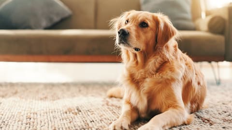 Mom walks in on golden retriever & toddler sharing a special moment
