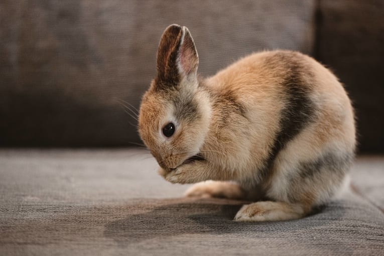 Bunny thumps off in protest over his new plushie companion