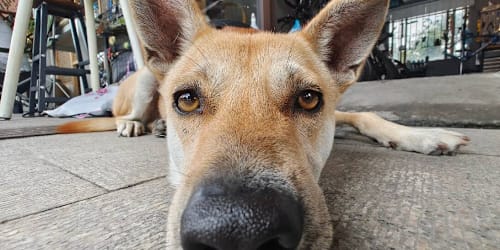 Experts say this is the phrase that calms dogs the fastest