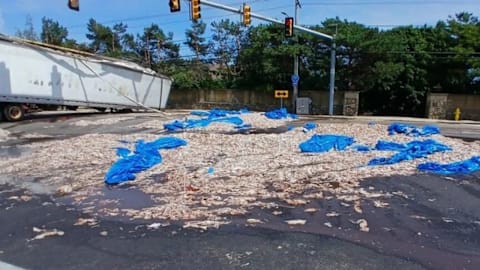 Squid games: 20-ton spill of foul-smelling sea creatures causes eight-hour traffic jam in Rhode Island