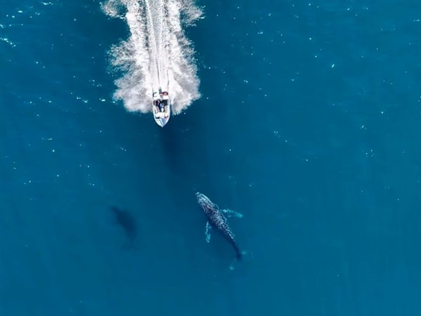 Footage shows reckless boater nearly running over 2 humpback whales