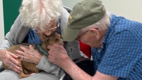 90-year-old woman finds ‘match made in heaven’ in blind Chihuahua after searching for pet who loves cuddling