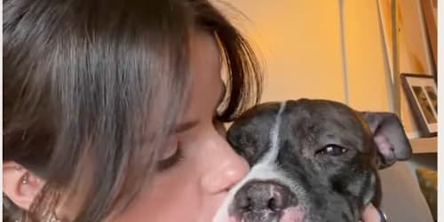 Shelter dog has known foster mom for 1 week but loves her like it&rsquo;s been a lifetime
