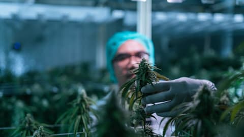 Could Canopy Growth Stock Deliver a 4X Gain? 1 Analyst Thinks So.
