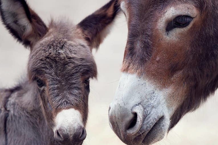 Family saves an abandoned donkey and gets the sweetest surprise overnight