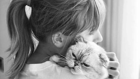 All about Taylor Swift's cats, Meredith Grey, Olivia Benson and Benjamin Button