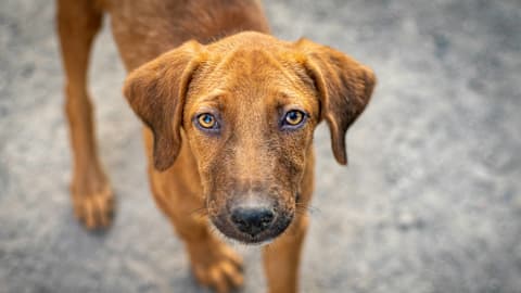 Street Dog's 'Before' Rescue and 'After' Adoption Transformation Will Have You Crying Happy Tears
