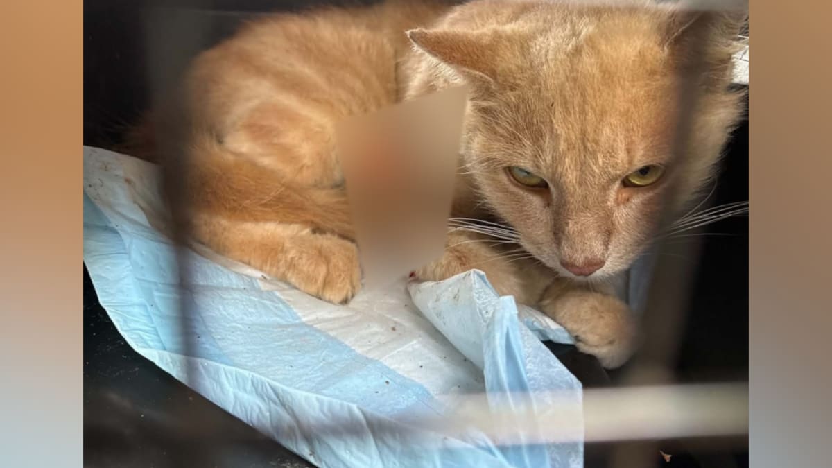 Killing of 4 cats by blow darts shocks Moraine community - AOL