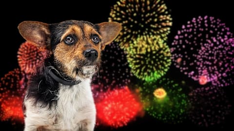 Expert tips: How to comfort your dog during fireworks this July 4