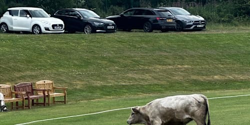 Cricket match abandoned after charging bull stops play