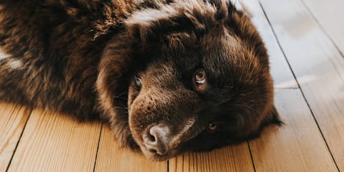 Newfoundland mourning the loss of his grandma gets a surprise he never saw coming