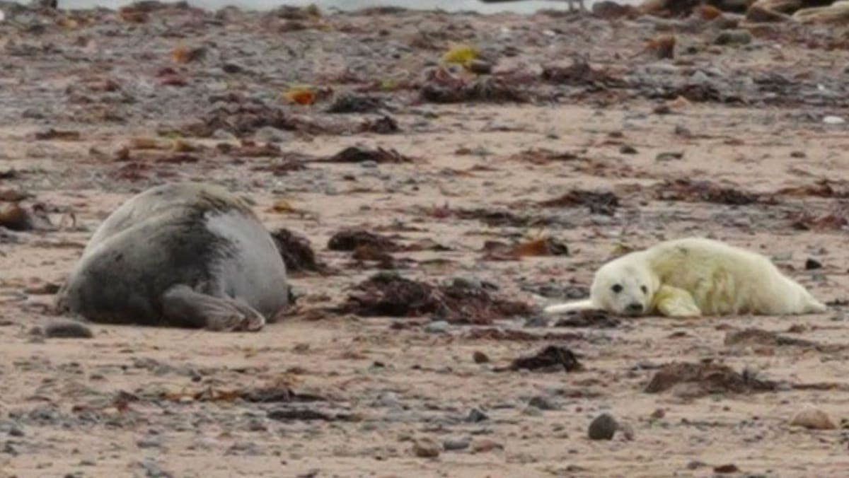 New Photo - Seal pups spotted at nature reserve for 12th year