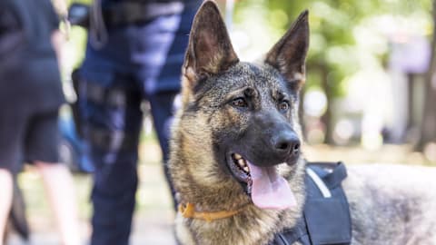Retired police German shepherd trades tough missions for birthday cake and belly rubs

