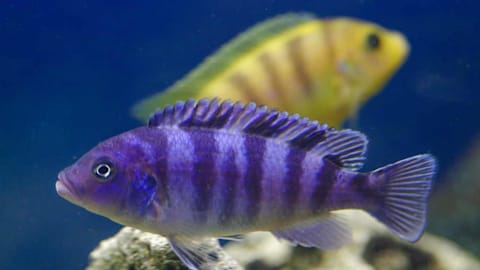 The fish that carries its babies inside its mouth for weeks