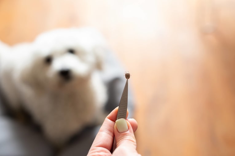 Late summer is peak tick season—here's how to keep your dog safe