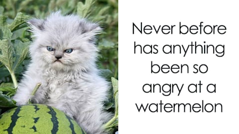 30 hilarious cat memes that every cat owner might immediately understand
